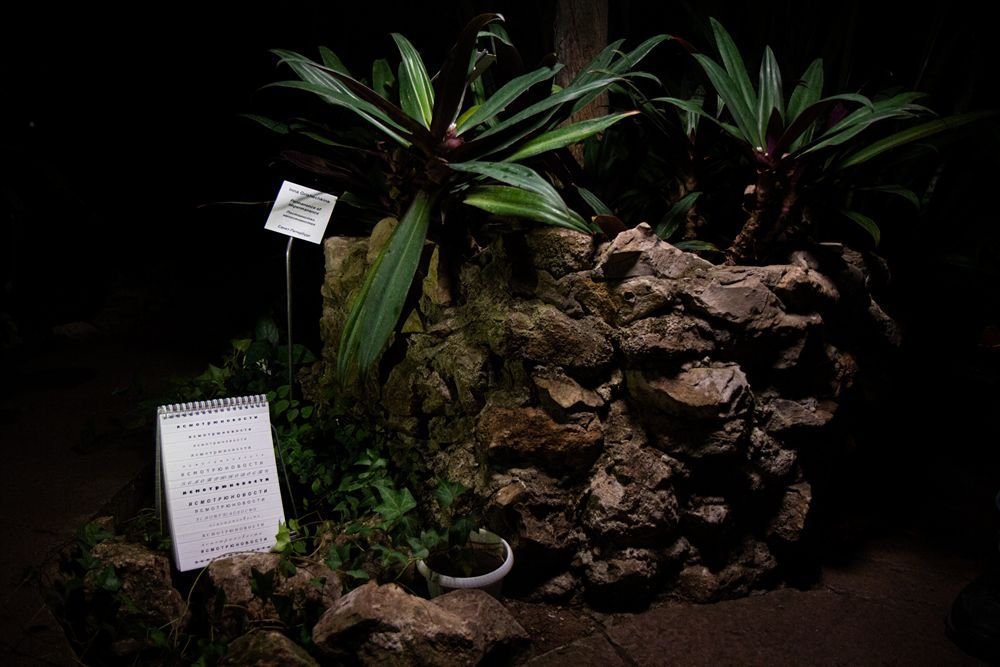 Hidden Garden's second exhibition: "Everyday episodes", Botanical Garden of the Samara University. Photo by Kristina Syrchikova