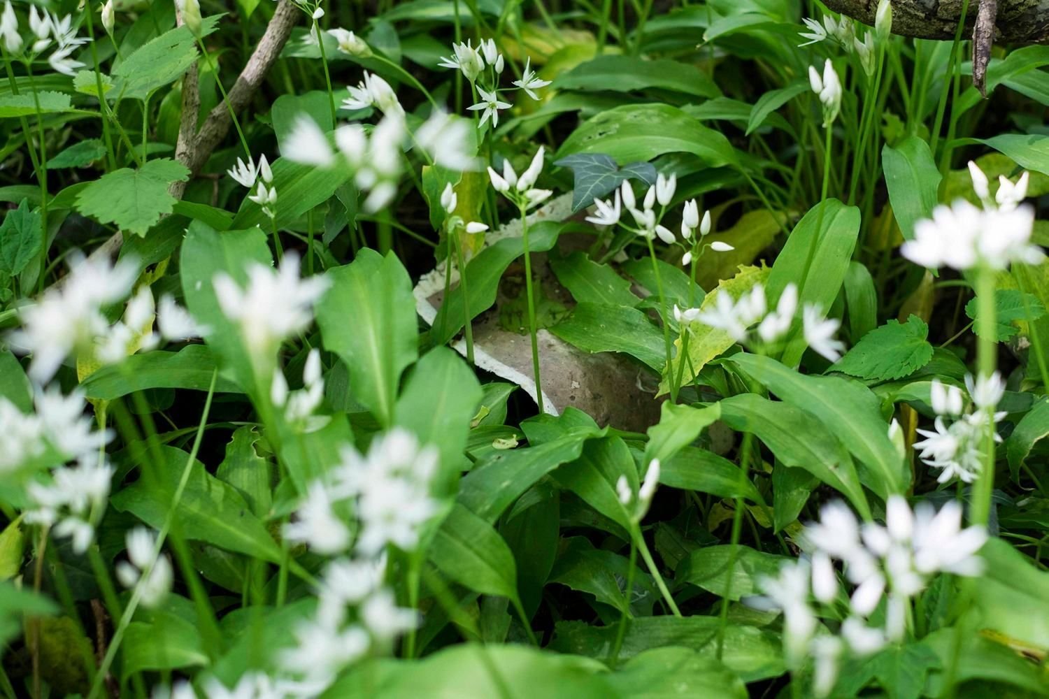 Photo by Marie Muller Priqueler